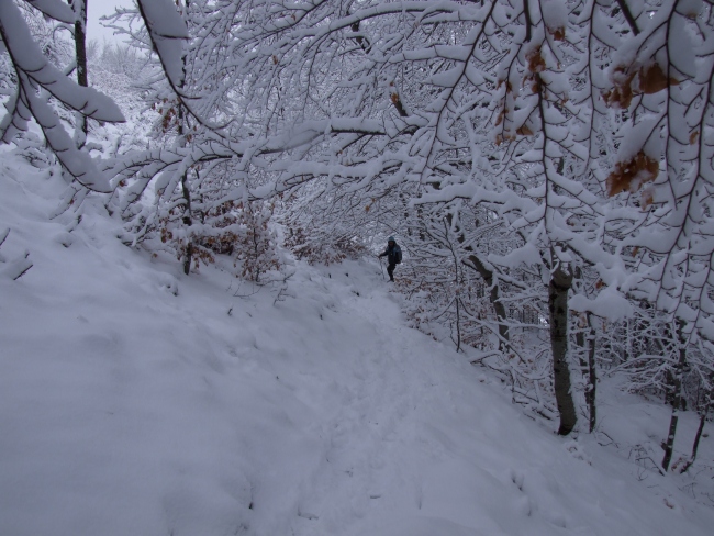 bosco innevato